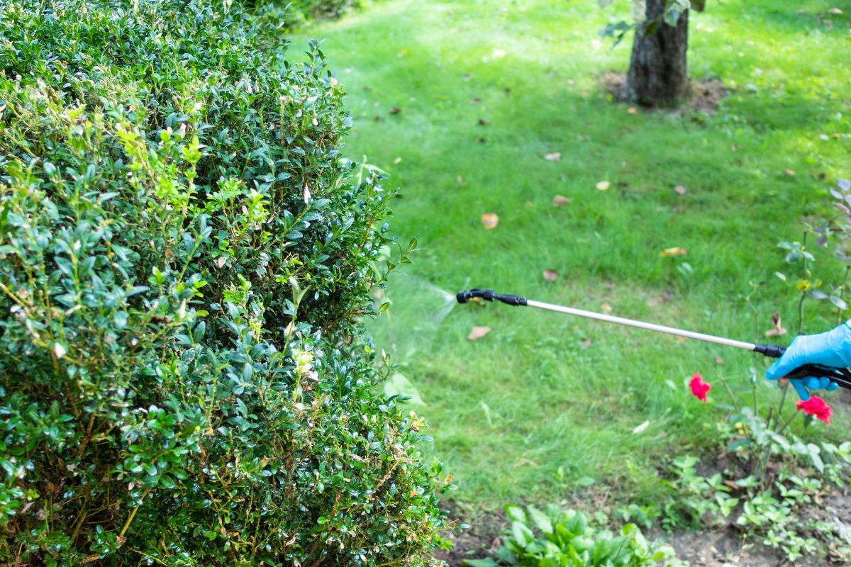 vinaigre blanc désherbant