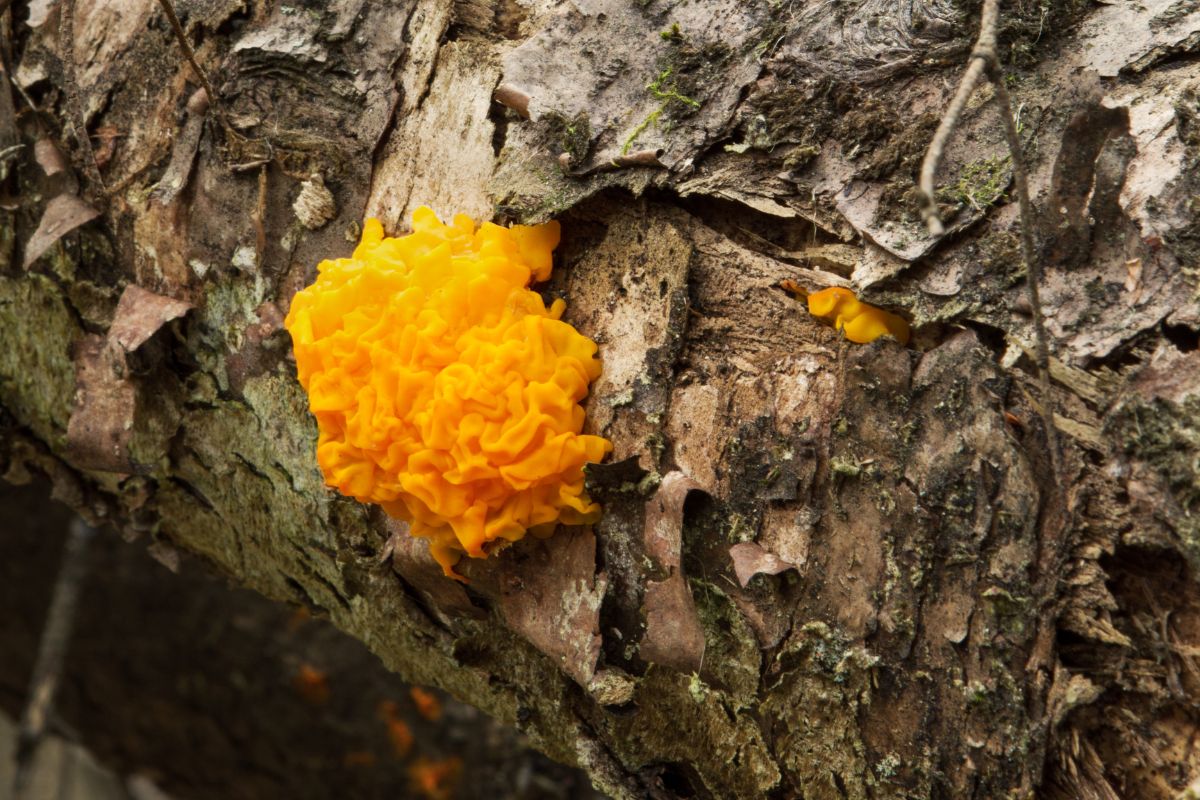 champignon orange sur bois mort