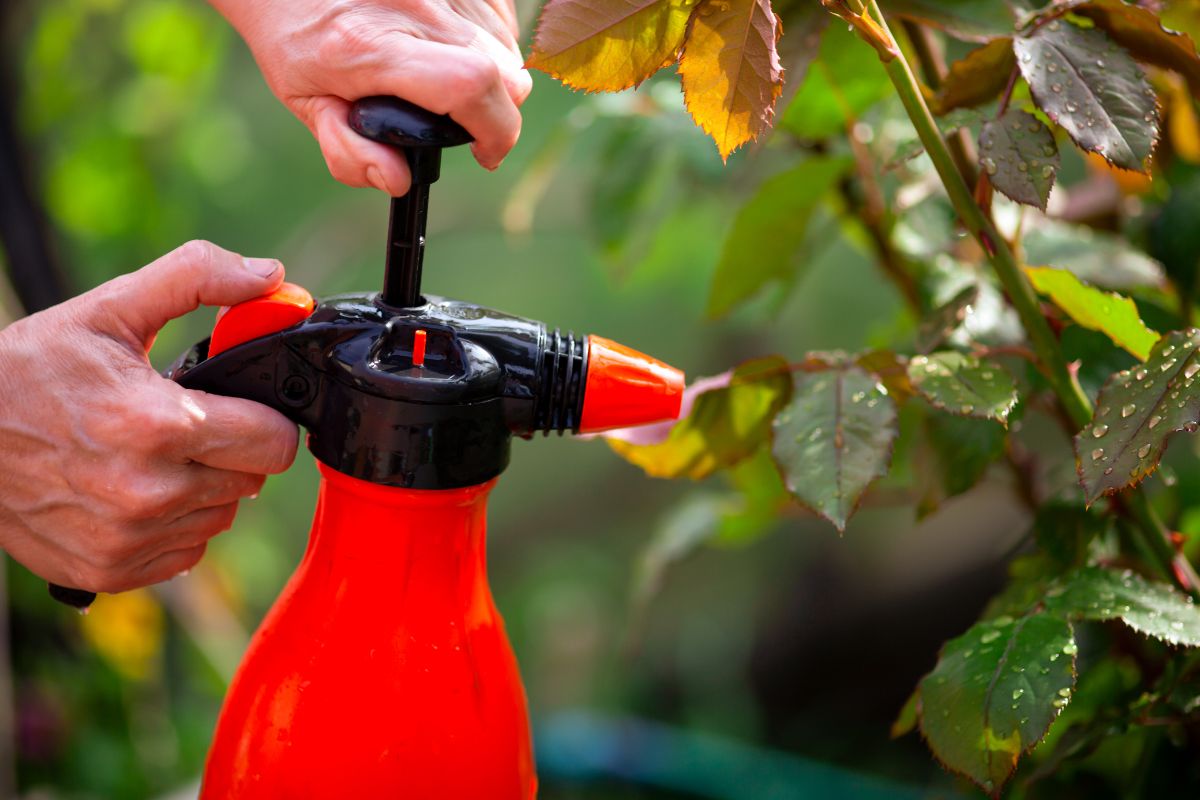 désherber vinaigre blanc