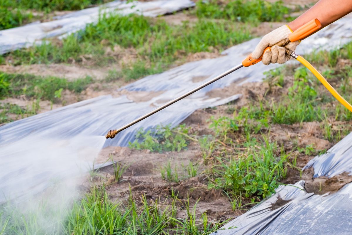 sulfate de cuivre utilisation jardin