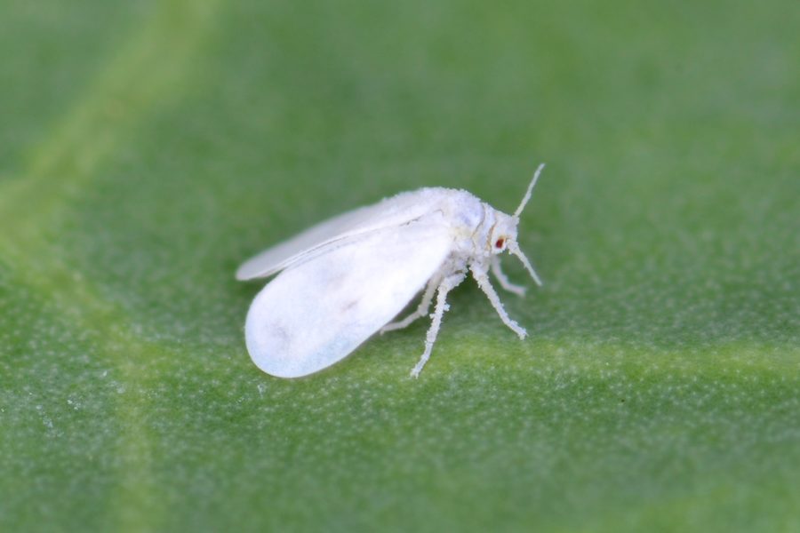 L'aleurode (Aleyrodes proletella)