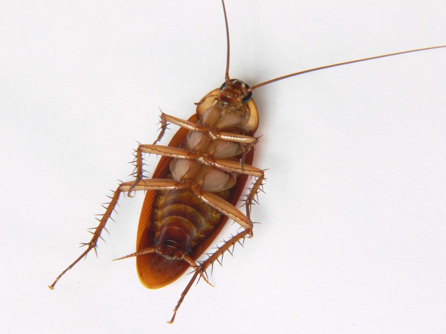 La blatte américaine (Periplaneta americana)