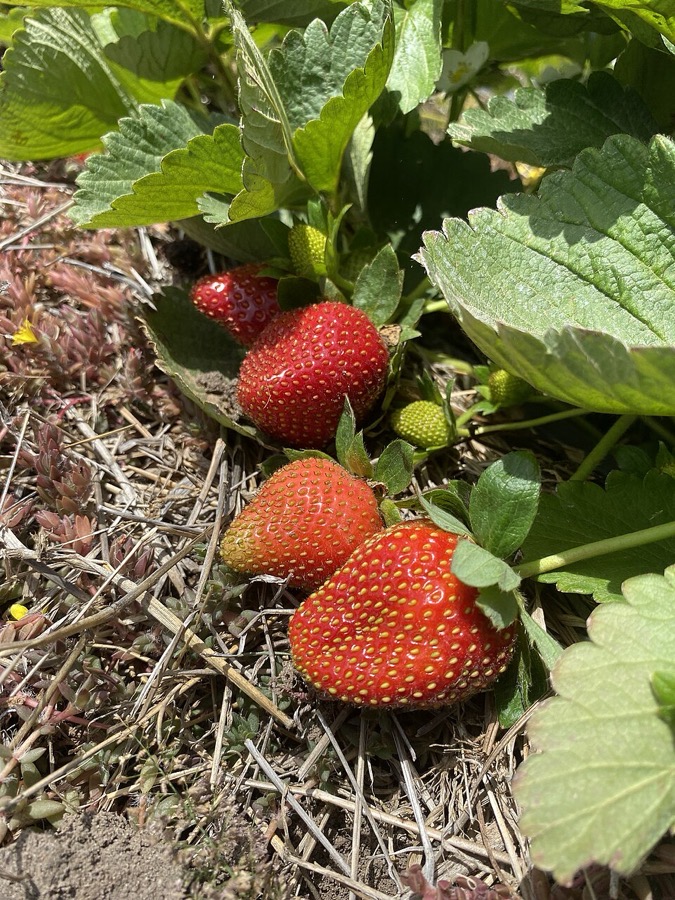 Fraise