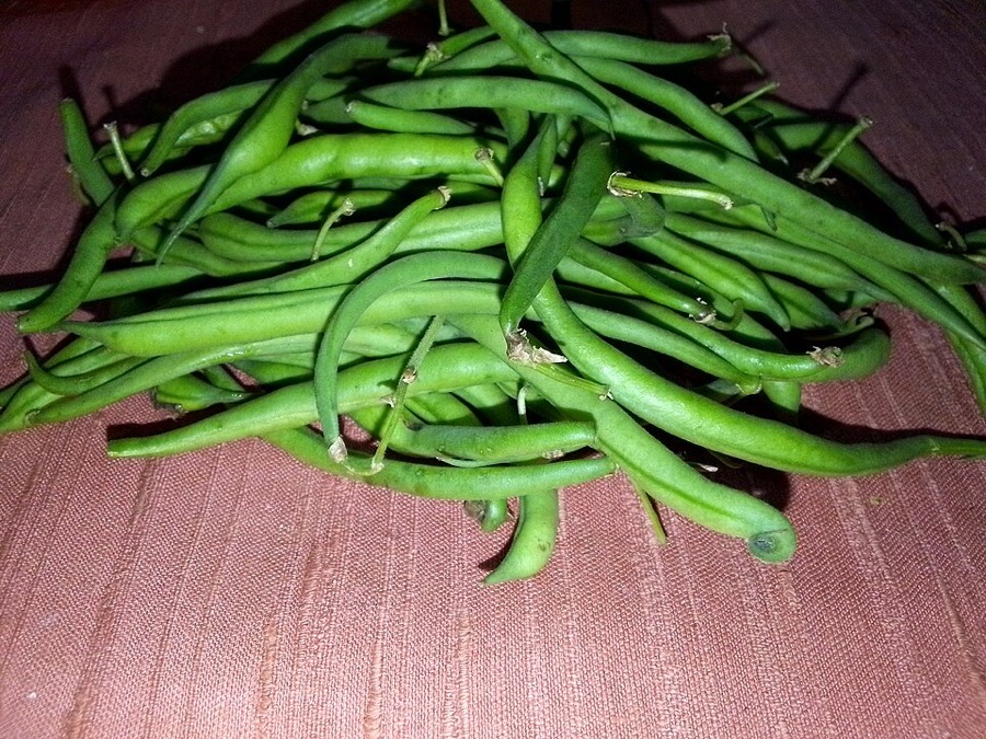 Haricot vert