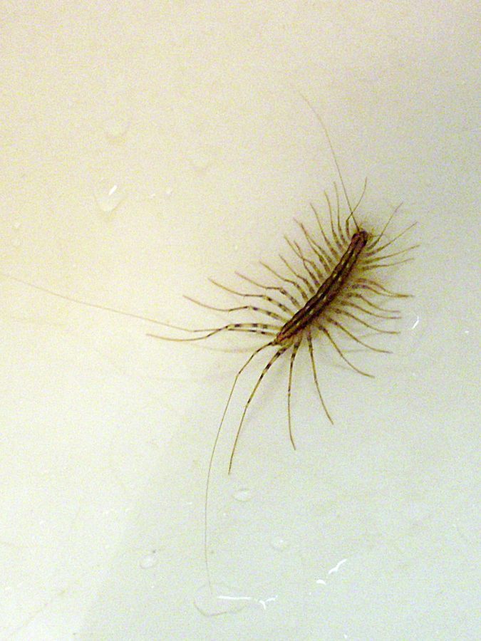 La scutigère véloce (Scutigera coleoptrata)