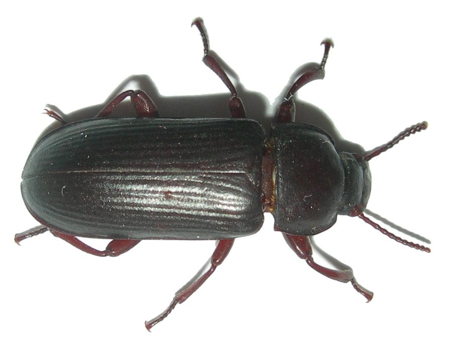 Le ténébrion meunier (Tenebrio molitor)